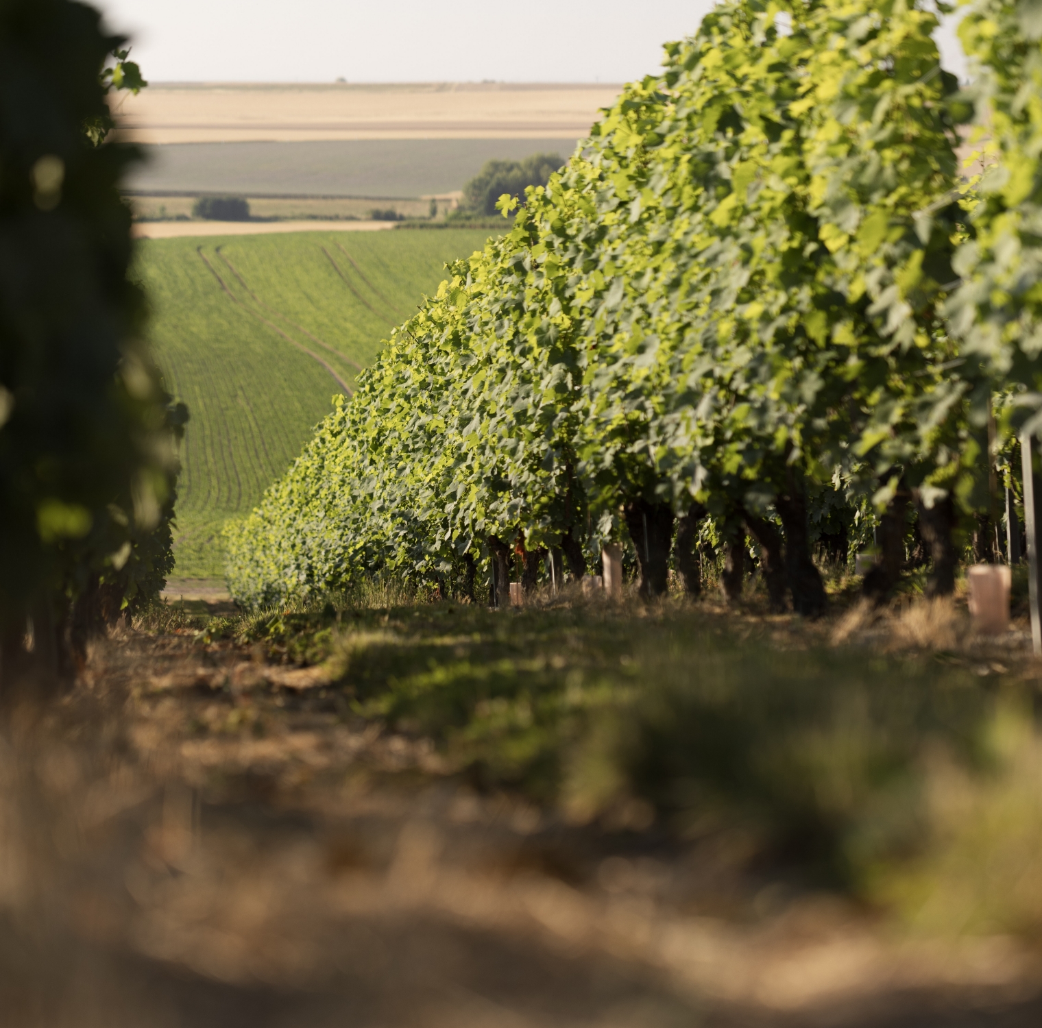 Vignes Champagne Bernard Lonclas