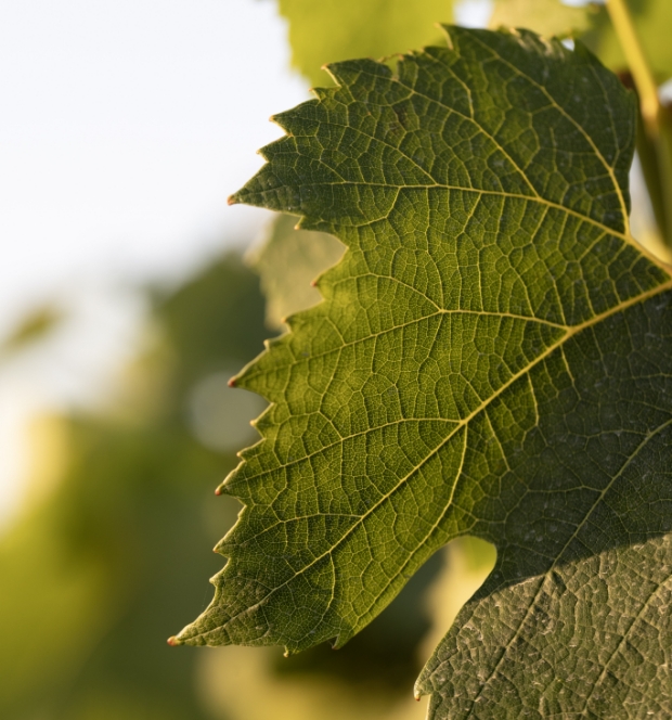 Feuille de vigne