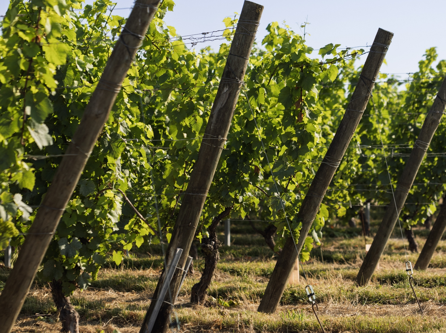 Vignes Champagne Bernard Lonclas