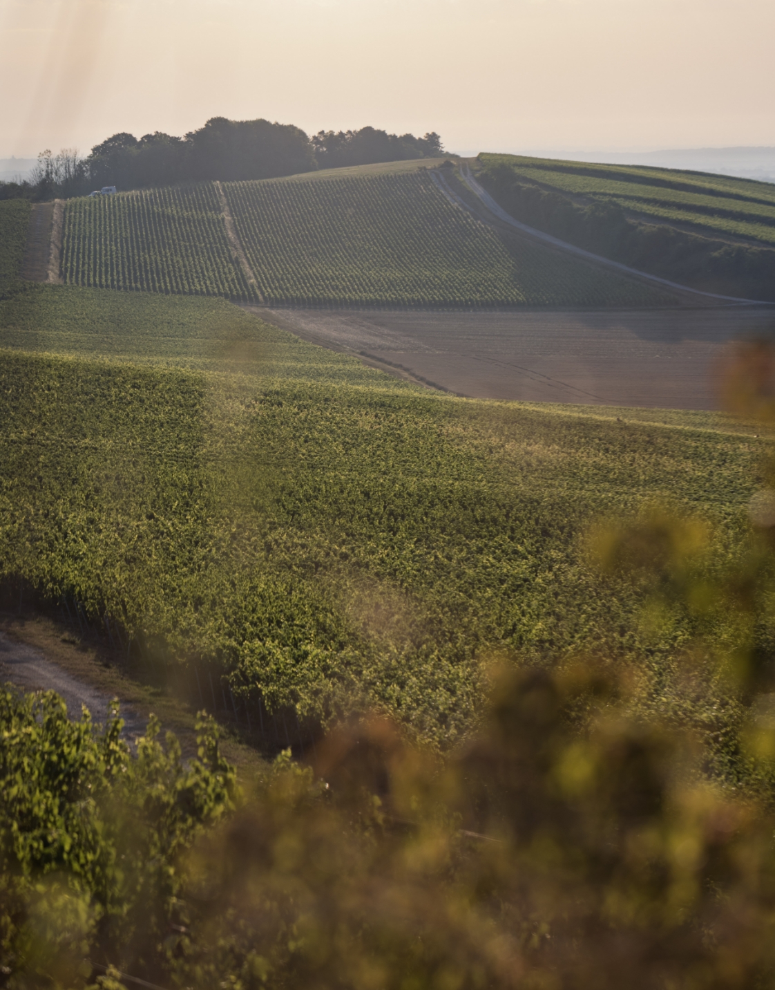 Terroir Champagne Bernard Lonclas