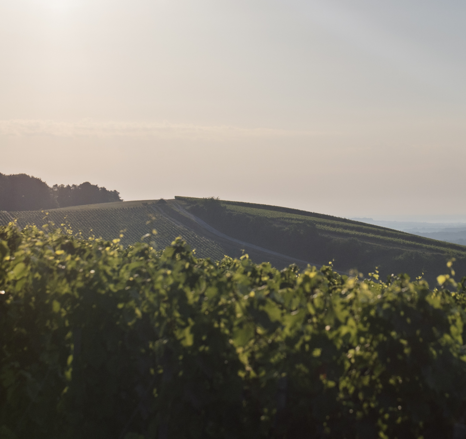 Les vignes du champagne Bernard Lonclas