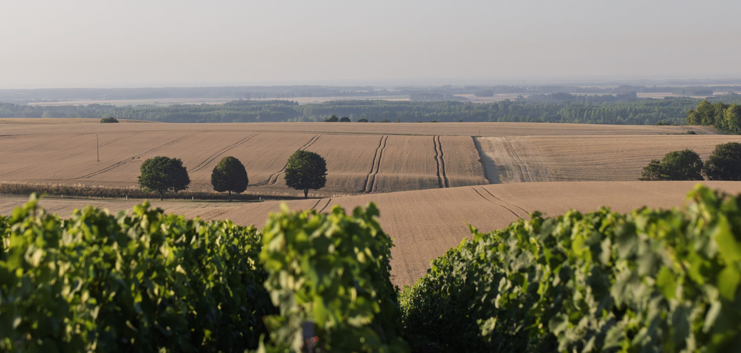 Terroir Champagne Bernard Lonclas