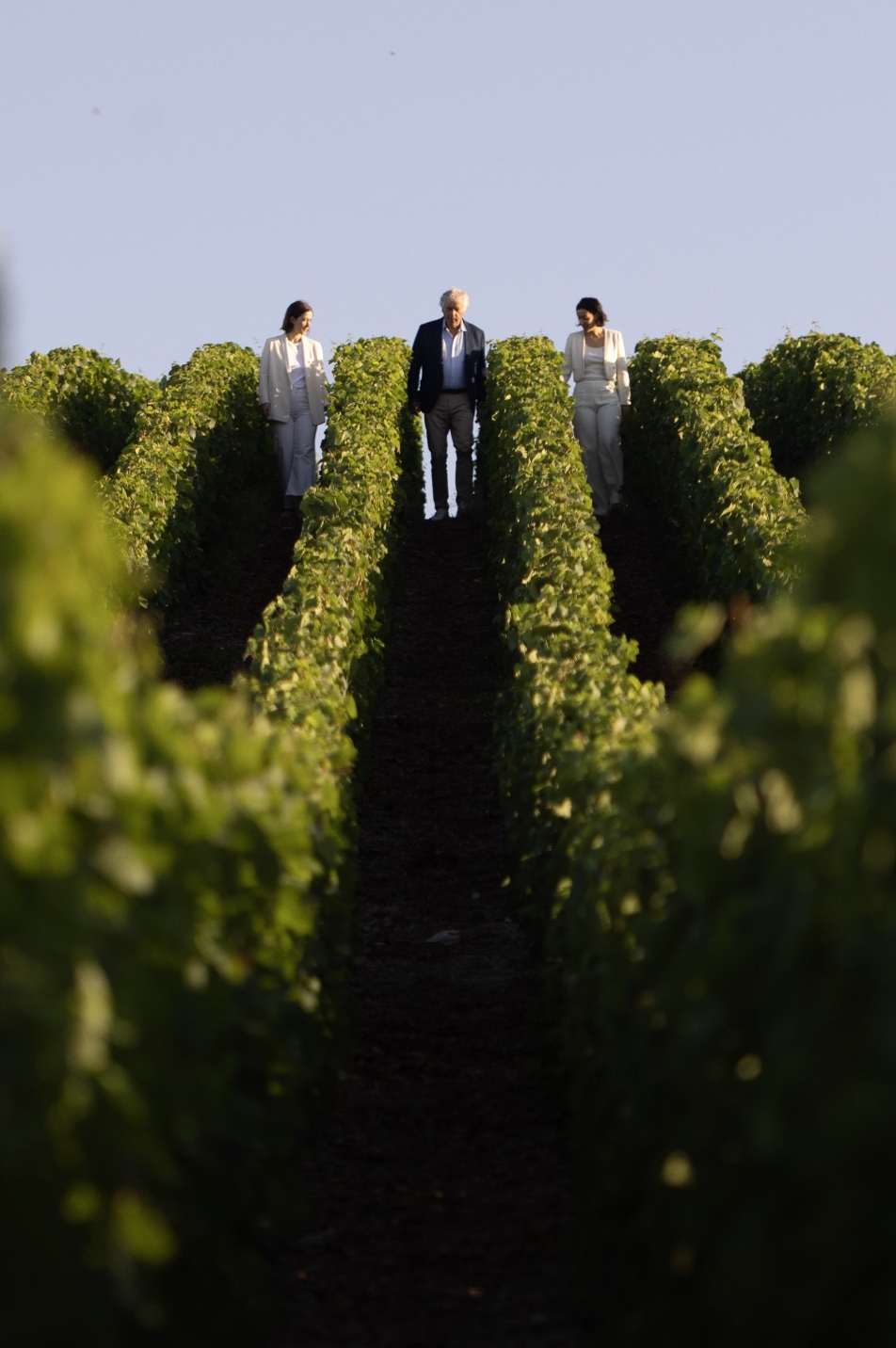 Les vignes du Champagne Bernard Lonclas