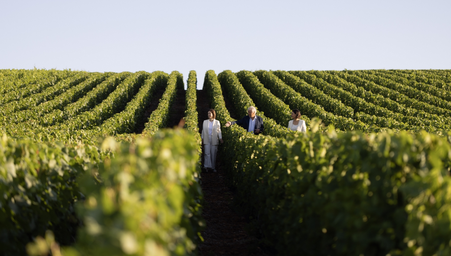 Les vignes du Champagne Bernard Lonclas