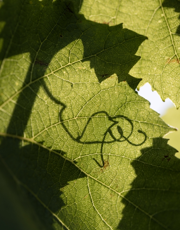 Feuille de vigne